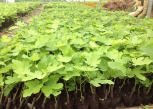 探秘江蘇沭陽長景園林苗木場 無花果樹的價格、圖片與產品詳情